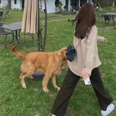 血染金砖 封面